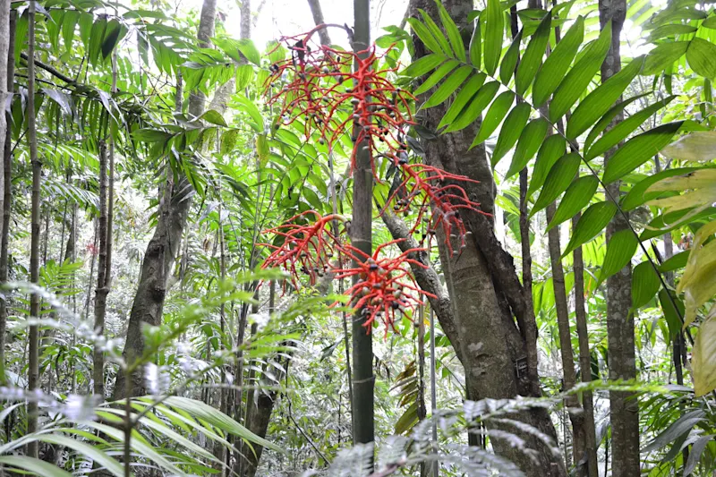 Photo from Quindio, Colombia