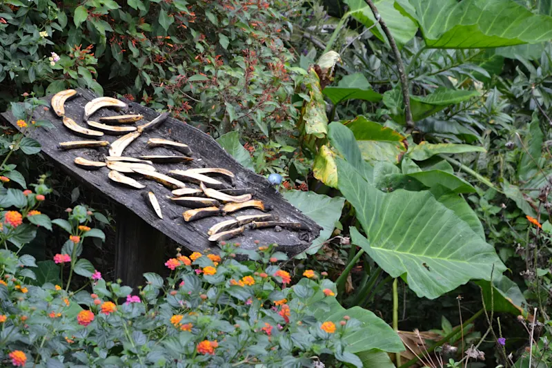 Photo from Quindio, Colombia