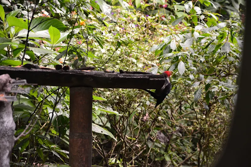 Photo from Quindio, Colombia