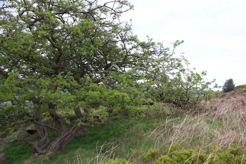 Photo from Ilkley, England