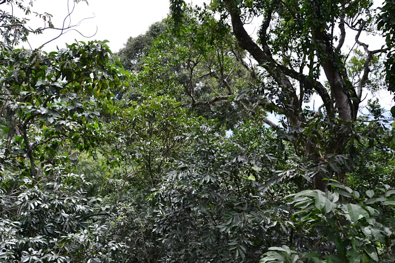 Photo from Quindio, Colombia