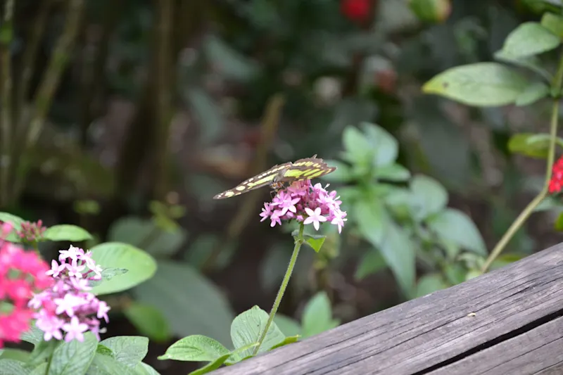 Photo from Quindio, Colombia