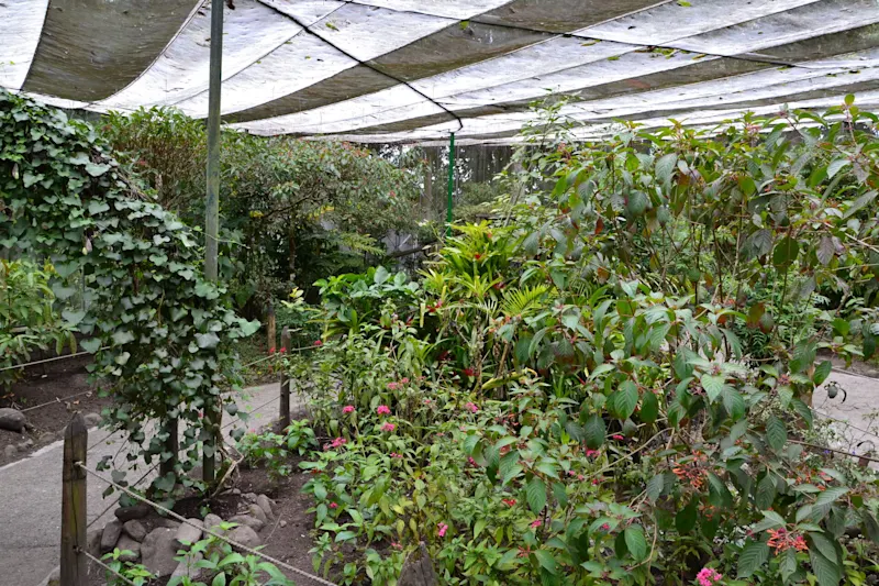 Photo from Quindio, Colombia