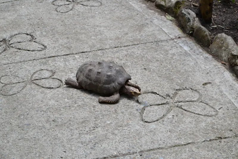 Photo from Quindio, Colombia