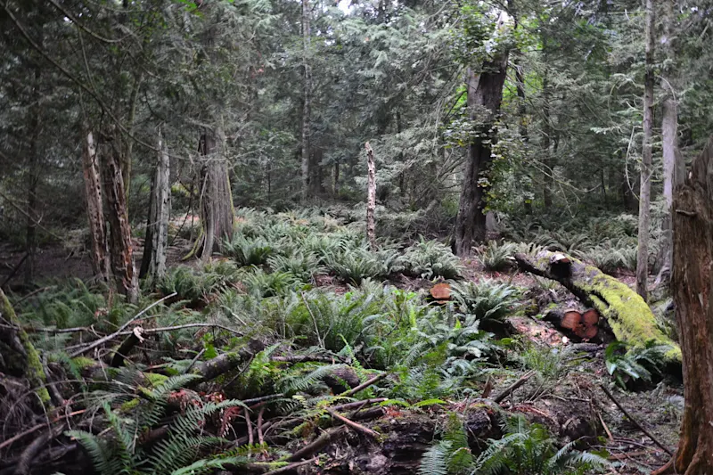 Photo from Bowen Island, Canada