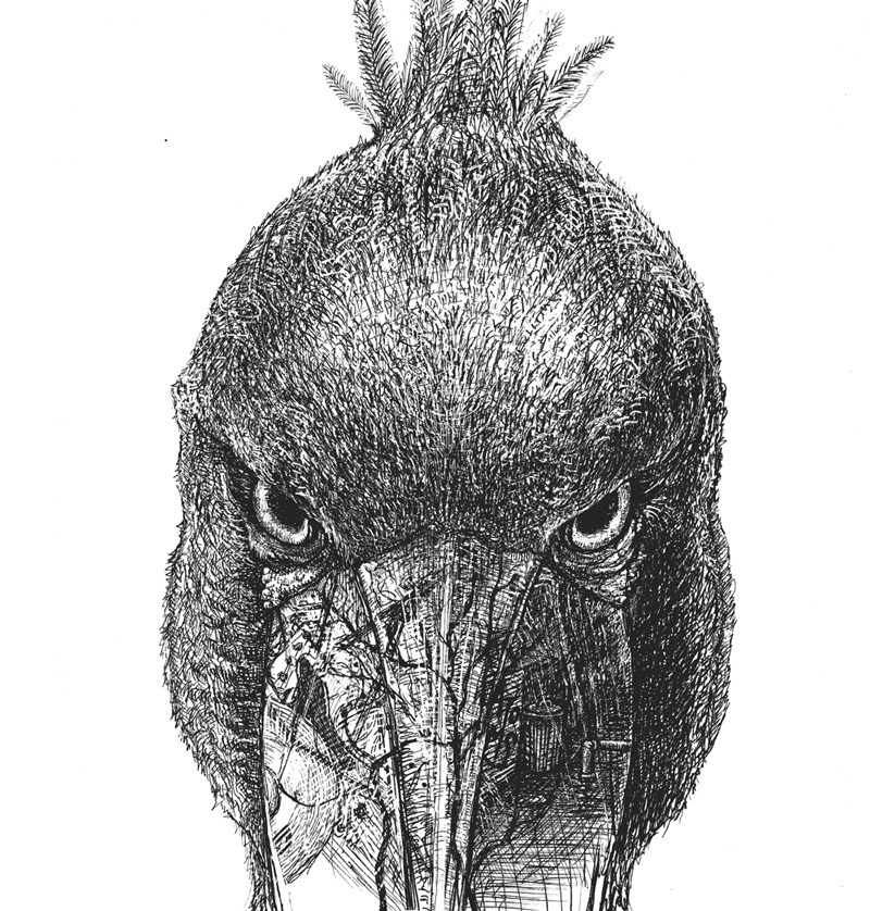 Shoebill e.p