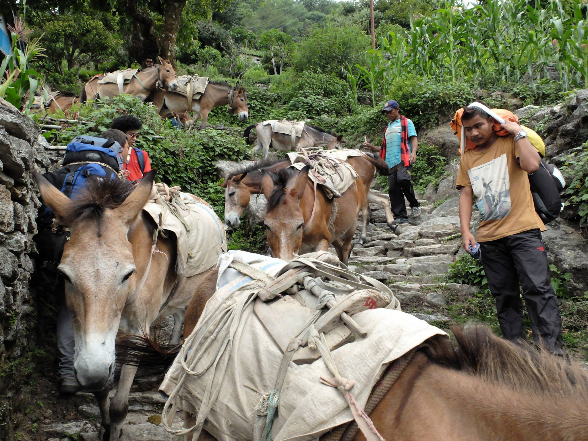 Nepal, 2014