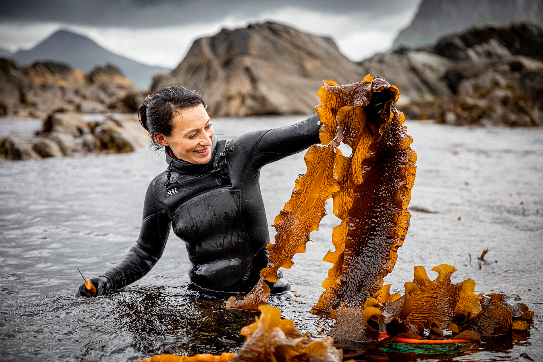 Lofoten Seaweed 5