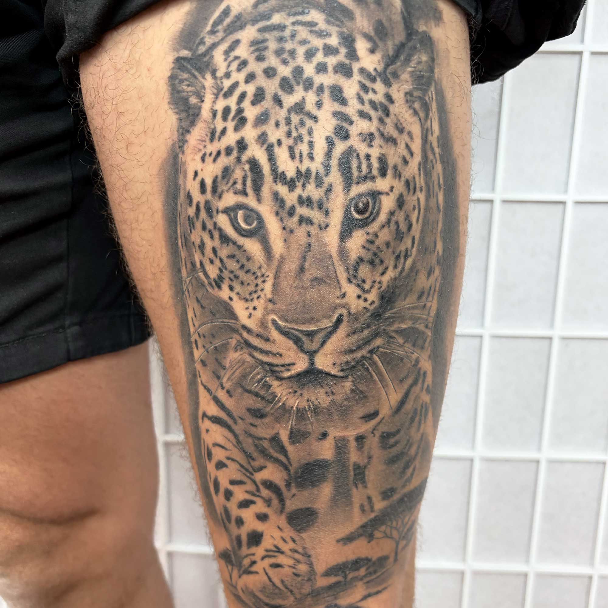 Leopard