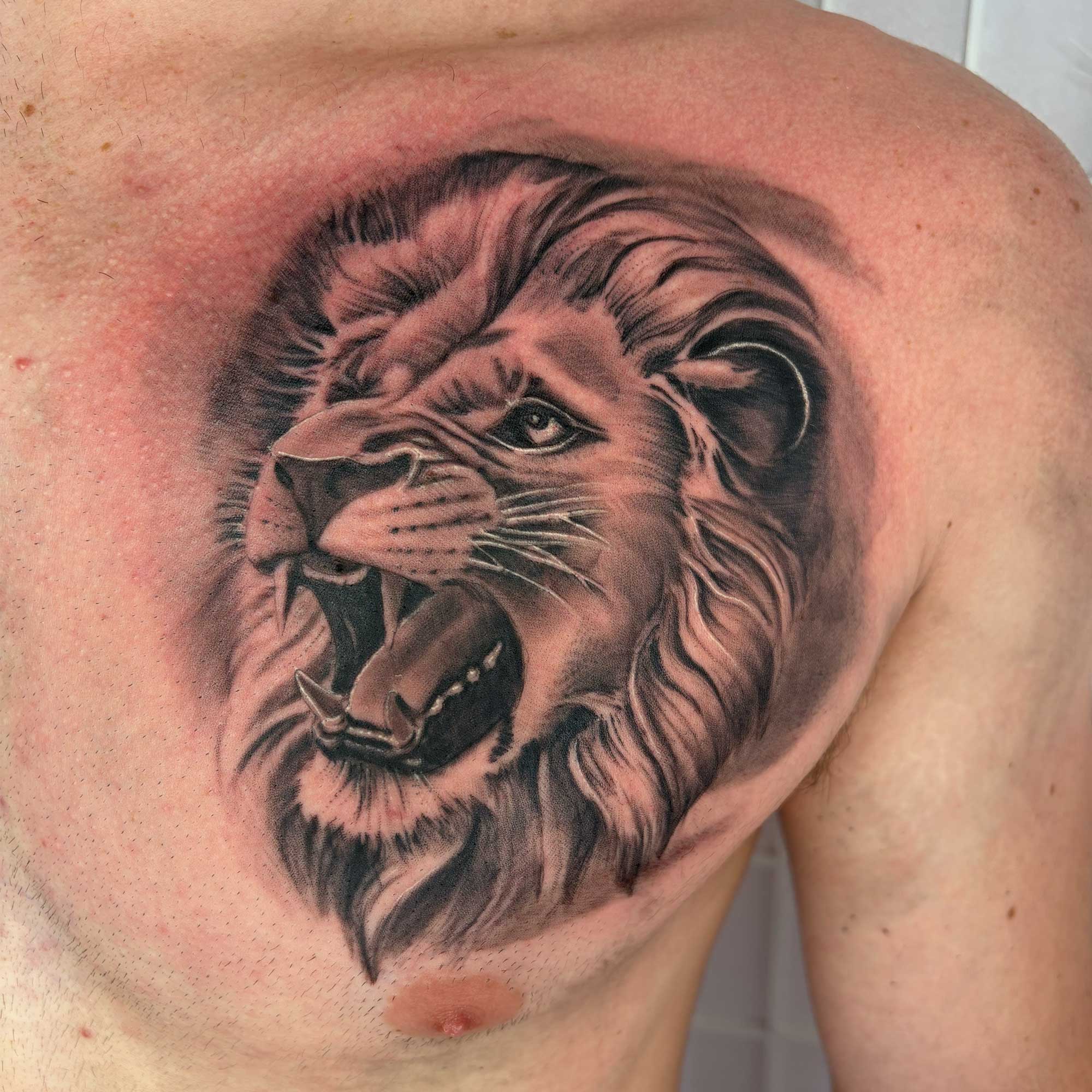 lion