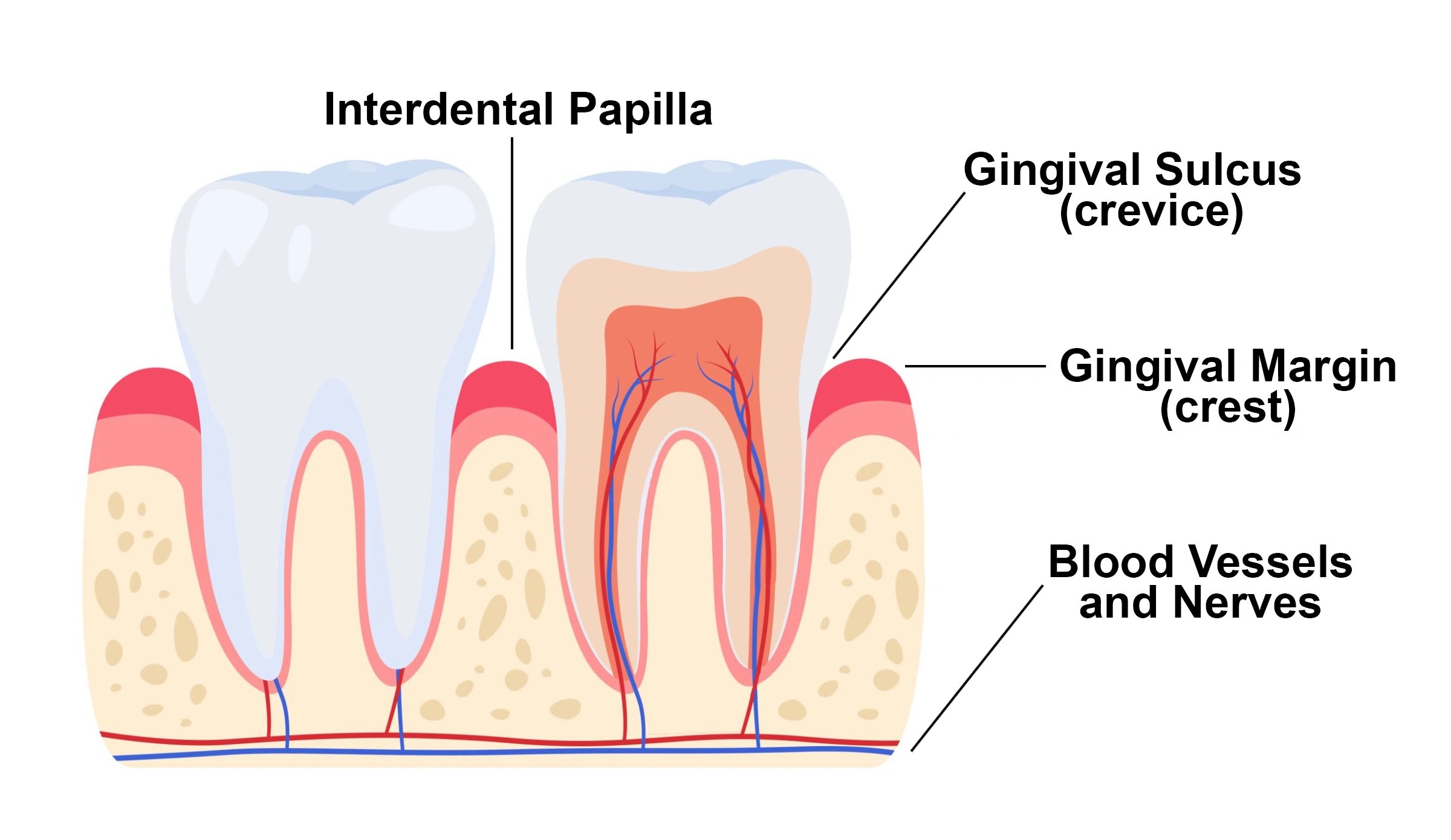 ce542 - Content - Supporting and Surrounding Structures of the Teeth - Figure 2