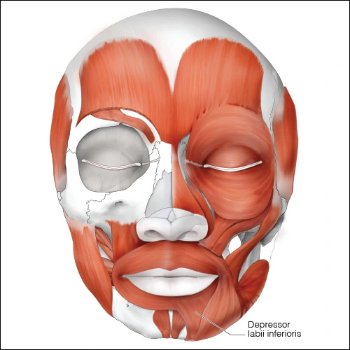 Illustration showing the depressor labii inferioris muscle