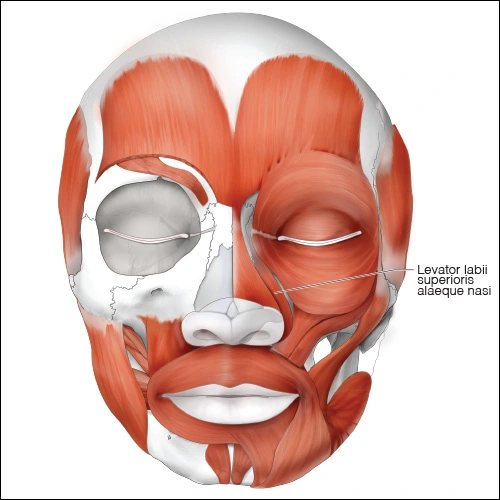 Illustration showing the levator labii superioris alaeque nasi muscle