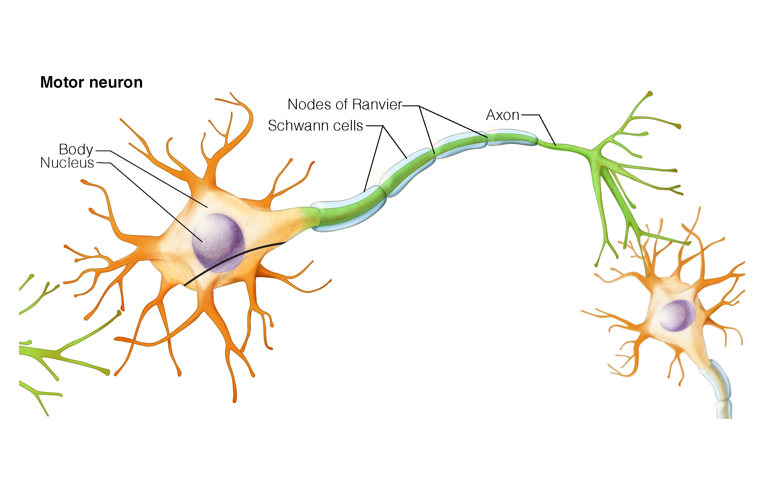 Figure 4. Schwann cells & Nodes of Ranvier