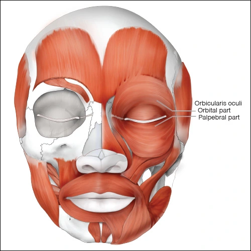 Illustration showing the orbicularis oculi muscle