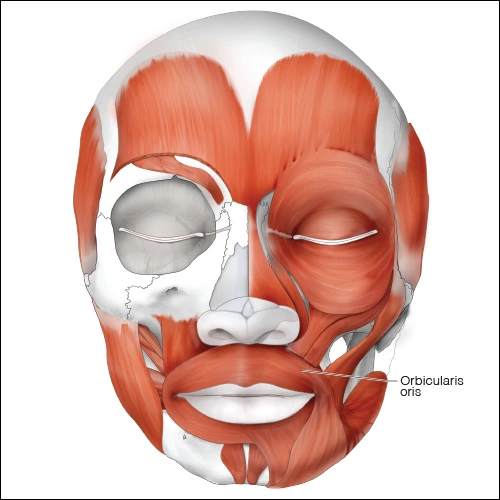 Illustration showing the orbicularis oris muscle