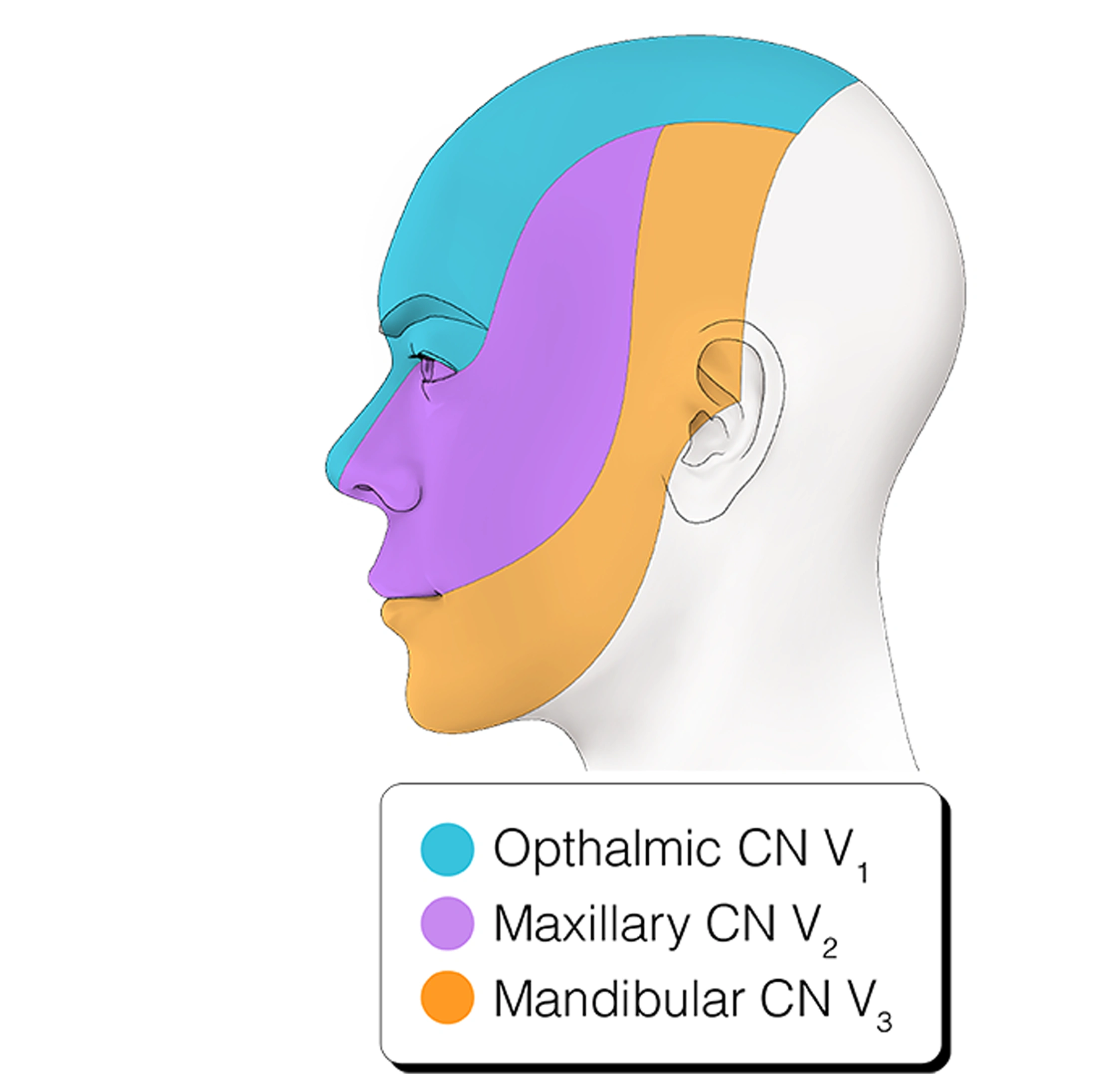 Figure 12. Divisions of Trigeminal Nerve