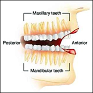 Adult Teeth - Figure 1