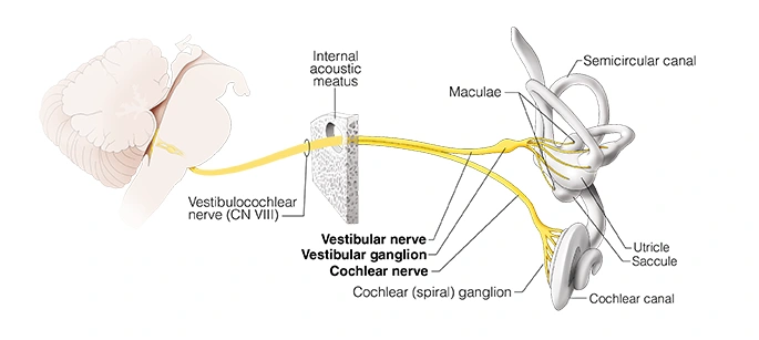Figure 25. Cranial Nerve VIII – Statoacoustic, Vestibulocochlear, Auditory Nerve