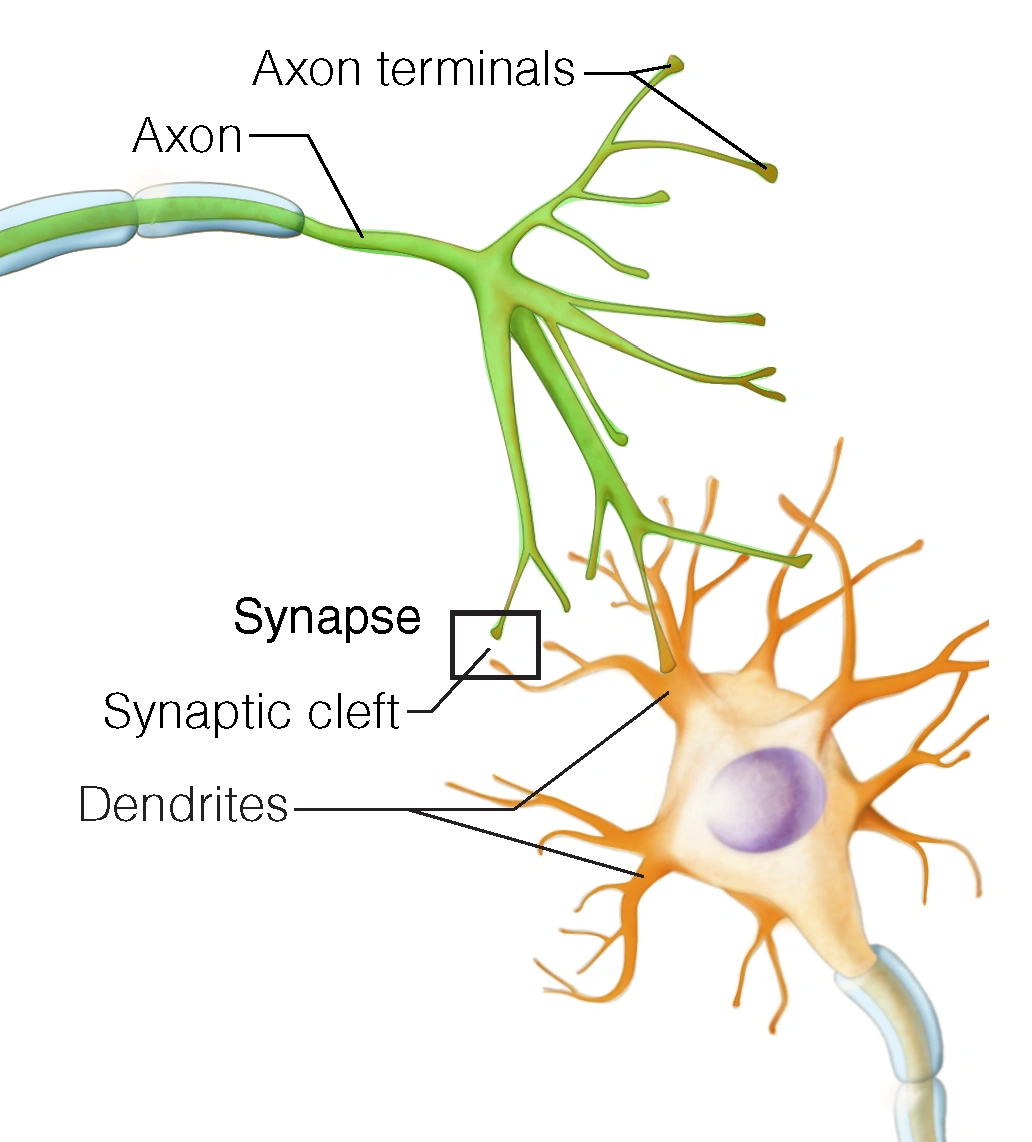 Figure 3. Synaptic cleft