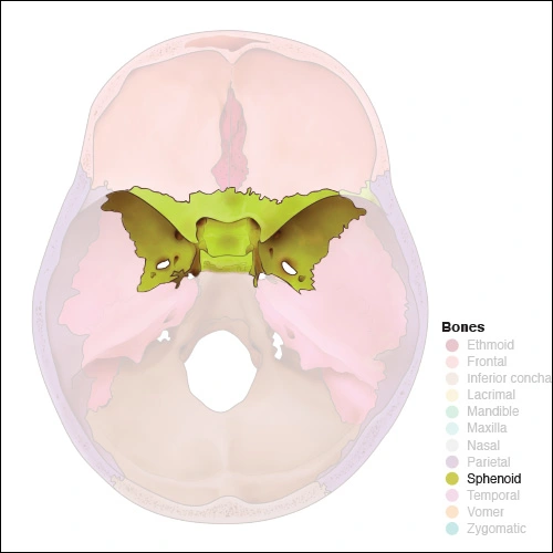 Illustration highlighting the sphenoid bone