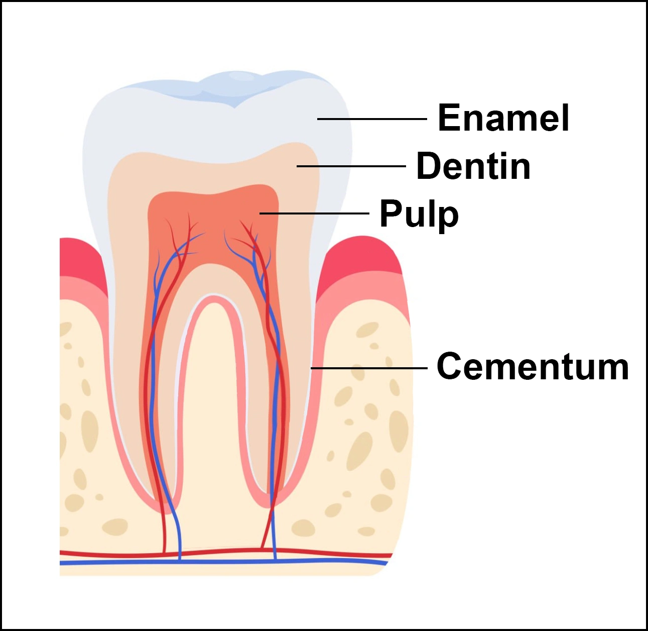  ce542 - Content - Parts of the Tooth - Figure 2