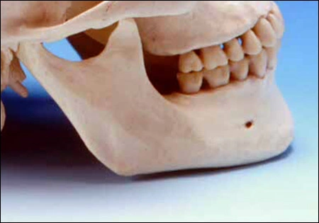 Mandibular Anatomical Landmarks - Figure 1