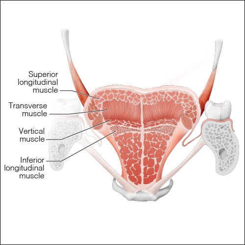 Illustration showing the extrinsic muscles of the tongue