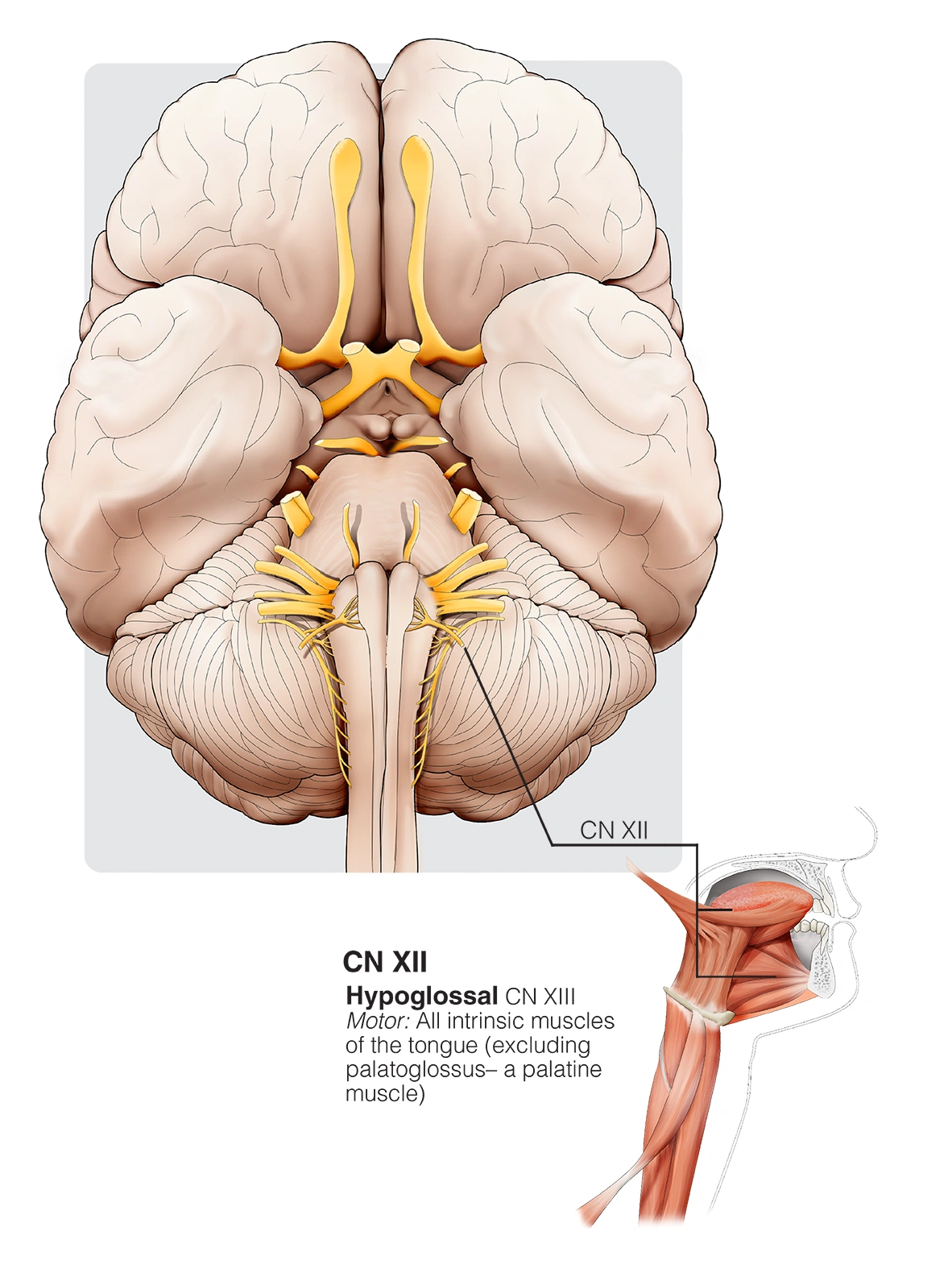 Figure 30. Cranial Nerve XII - Hypoglossal