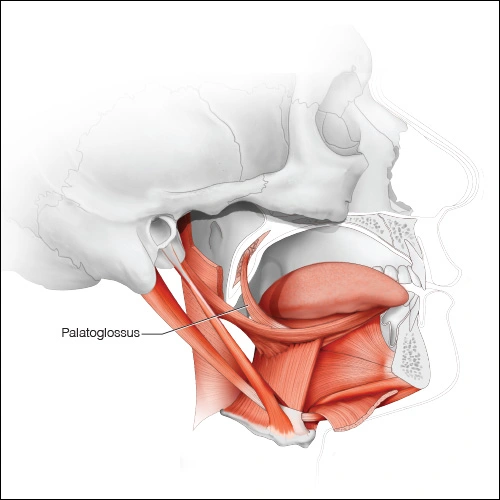 Illustration showing the palatoglossus muscle