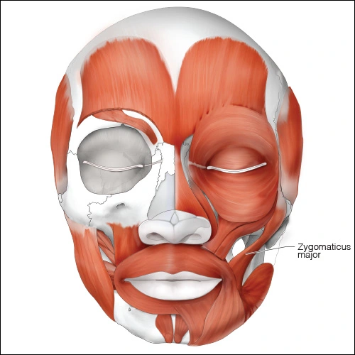 Illustration showing the zygomaticus major muscle