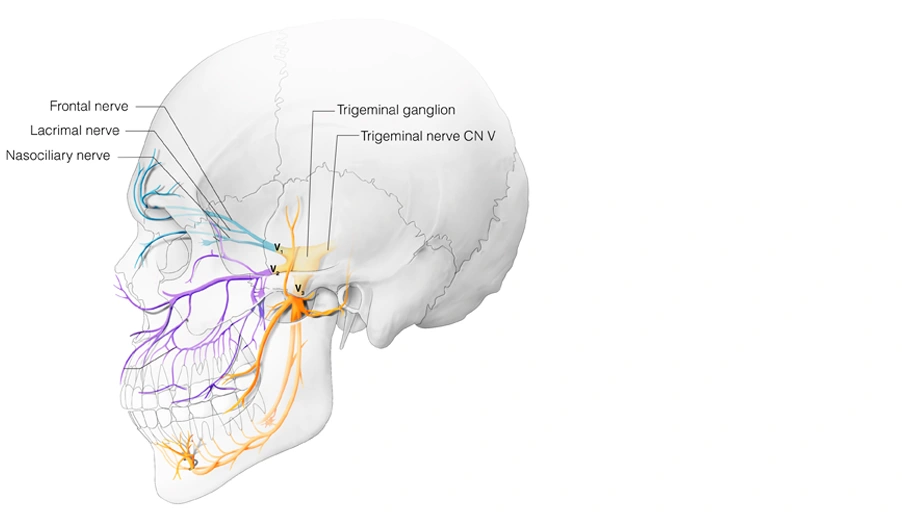 Figure 13. Cranial Nerve V1 – Ophthalmic Nerve (shown in blue)