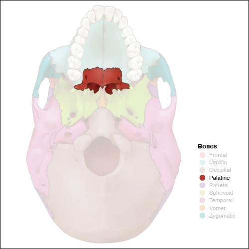 Illustration highlighting the palatine bones