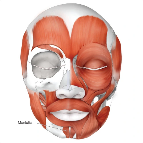 Illustration showing the mentalis muscle