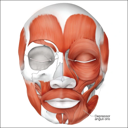 Illustration showing the depressor anguli oris muscle