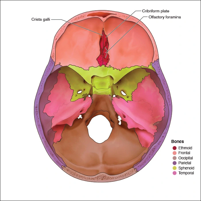 Illustration showing the internal parts of the ethmoid bone in the skull