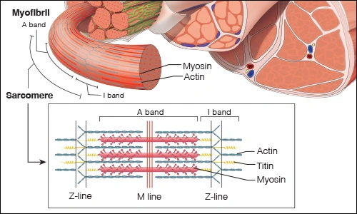 Illustration showing the muscle fiber with a close-up of myofibril