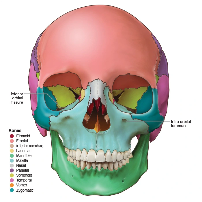 Illustration showing the openings of the maxillary bones