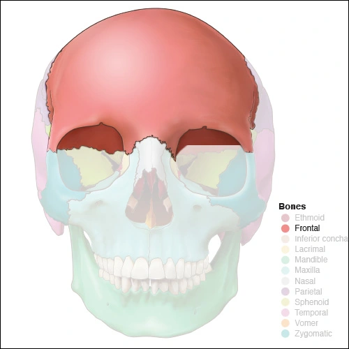 Illustration highlighting the frontal bone