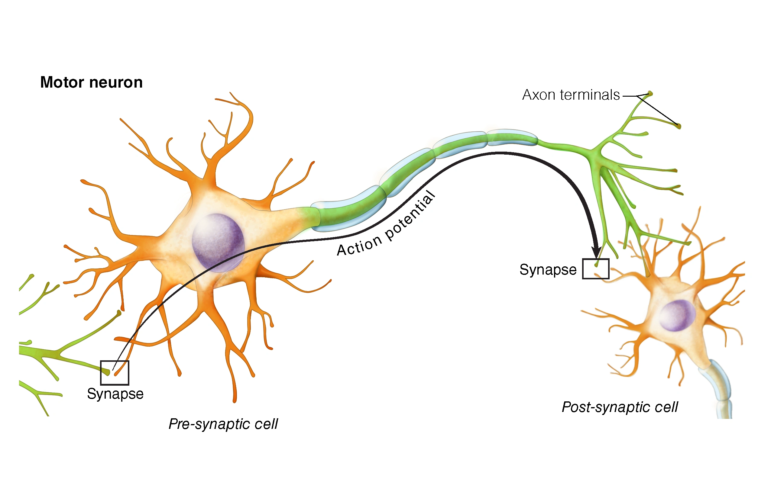 Figure 2. Action potential