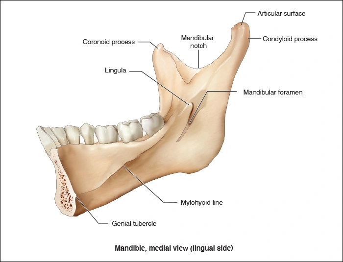 Illustration showing the medial view of the mandible