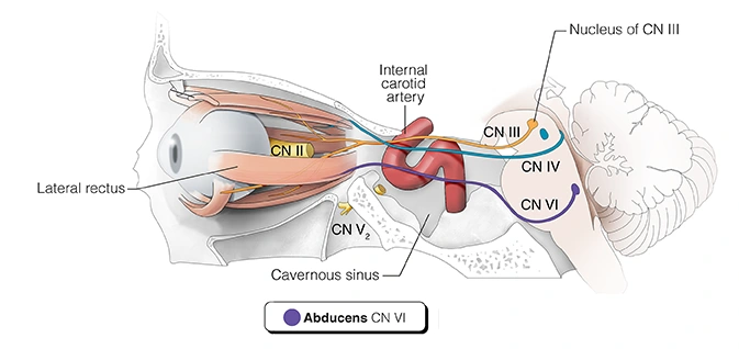 Figure 21. Cranial Nerve VI – Abducens Nerve (shown in purple)