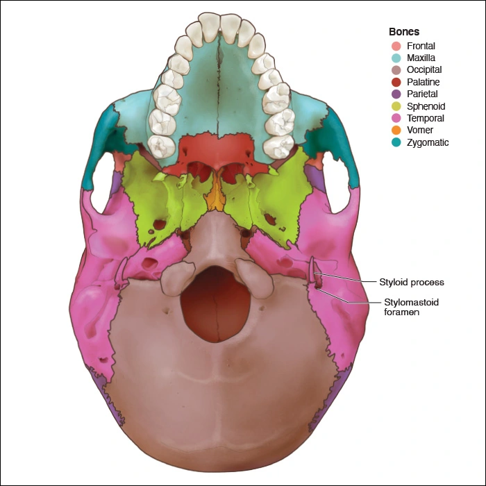 Illustration showing the bones of the temporal section of the skull