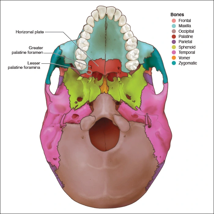 Illustration showing the palatine bones and openings