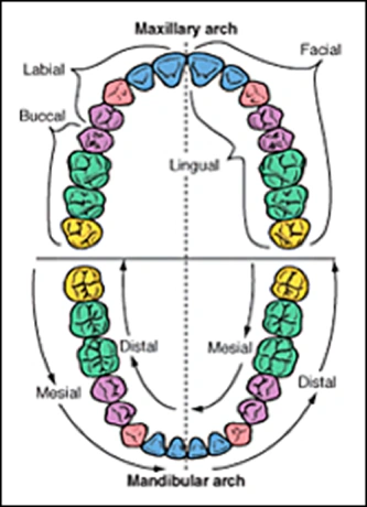 ce542 - Content - Adult Teeth - Figure 4