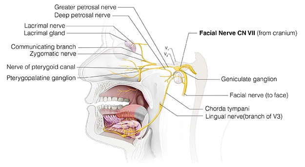 Figure 22. Cranial Nerve VII - Facial Nerve