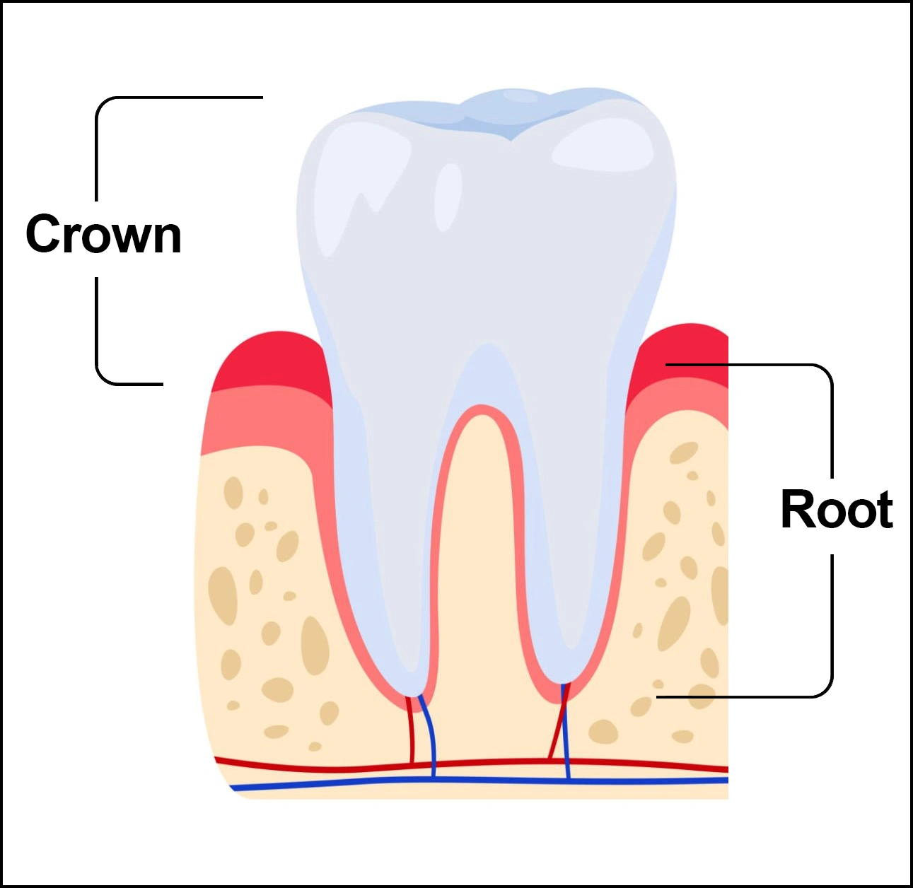 ce542 - Content - Parts of the Tooth - Figure 1