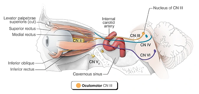 Figure 9. Cranial Nerve III - Oculomotor Nerve