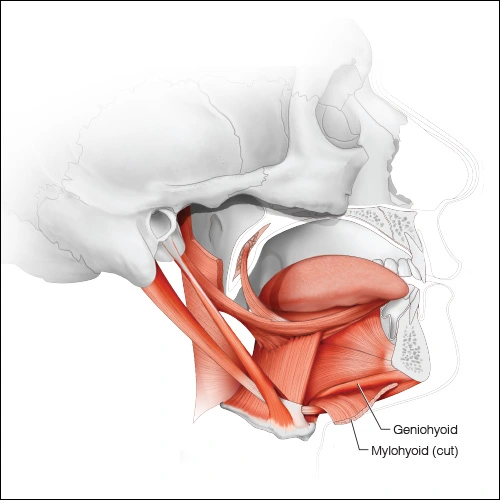 Illustration showing the geniohyoids muscle