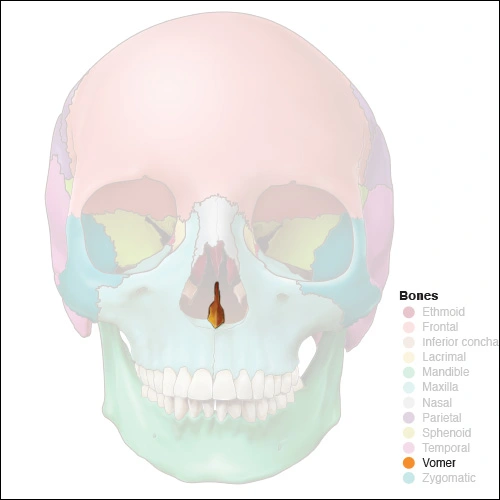 Illustration highlighting the vomer bone